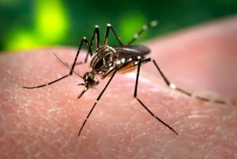 Foto: Mosquito da dengue