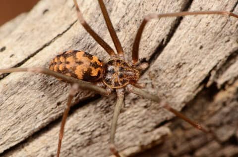 Foto: Aranha-marrom