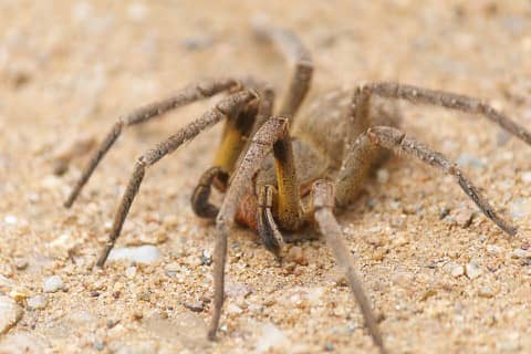 Foto: Aranha-armadeira
