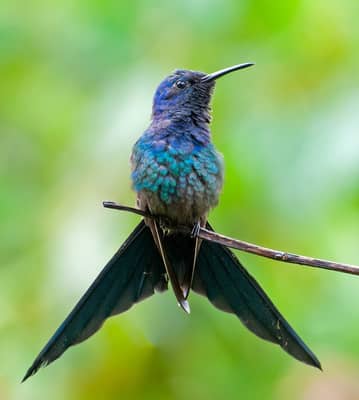 Foto: Beija-flor-tesoura