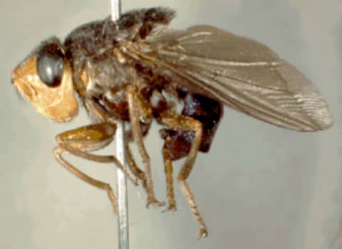 Foto: Mosca-do-berne