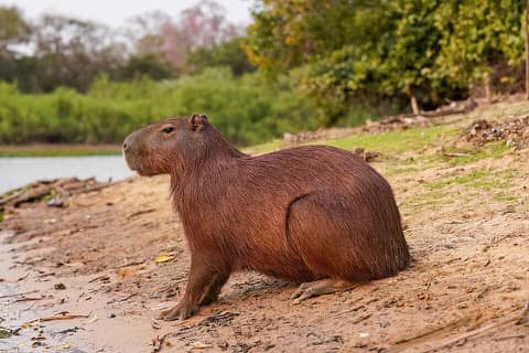 Foto: Capivara