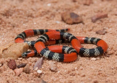 Foto: Coral-verdadeira