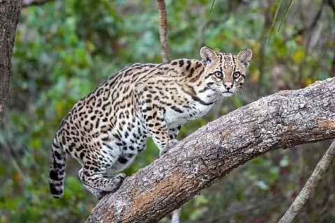 Foto: Jaguatirica