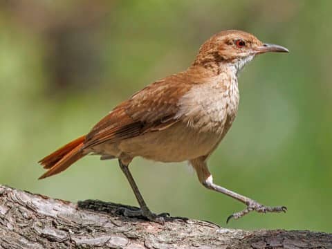 Foto: João-de-barro