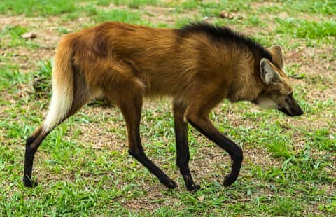 Foto: Lobo-guará