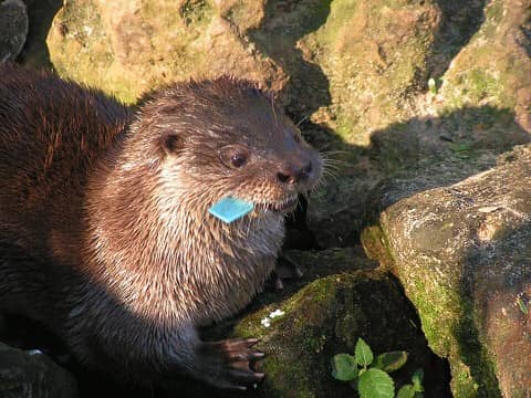 Foto: Lontra