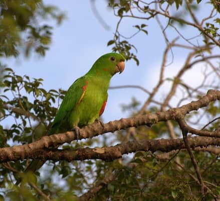 Foto: Maritaca (periquitão)