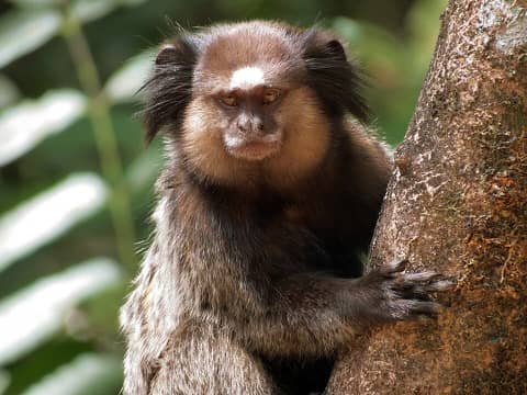 Foto: Mico-estrela (sagui)