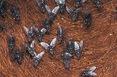 Foto: Mosca-dos-chifres