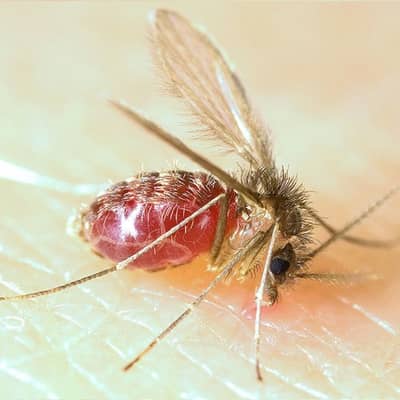 Foto: Mosquito-palha