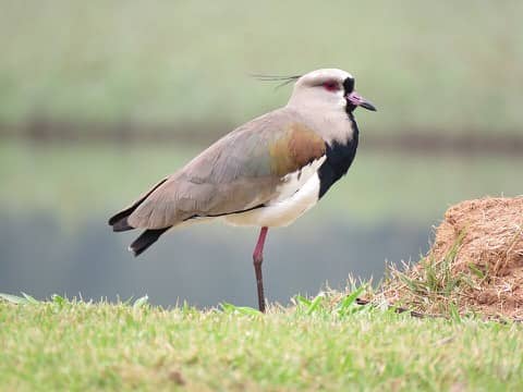 Foto: Quero-quero
