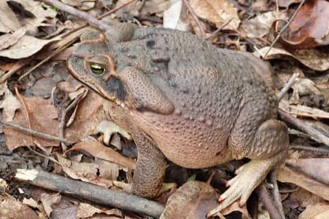 Foto: Sapo-cururu