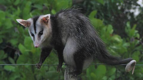 Foto: Saruê (gambá)