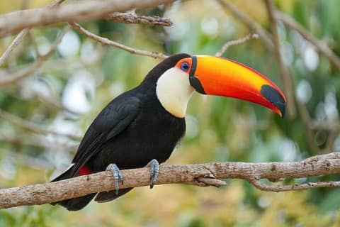 Foto: Tucano-toco