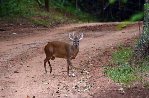 Foto: Veado-catingueiro