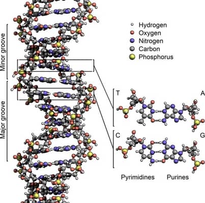 Foto: DNA: a receita da vida