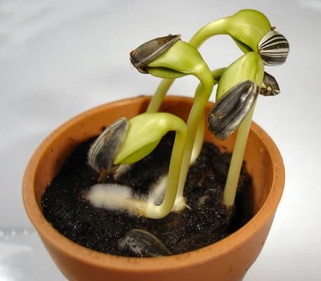 Foto: Como a planta nasce