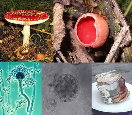 Foto: Fungos