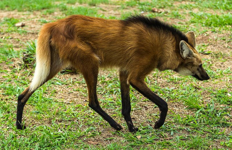 R$ 200: Lobo-guará
