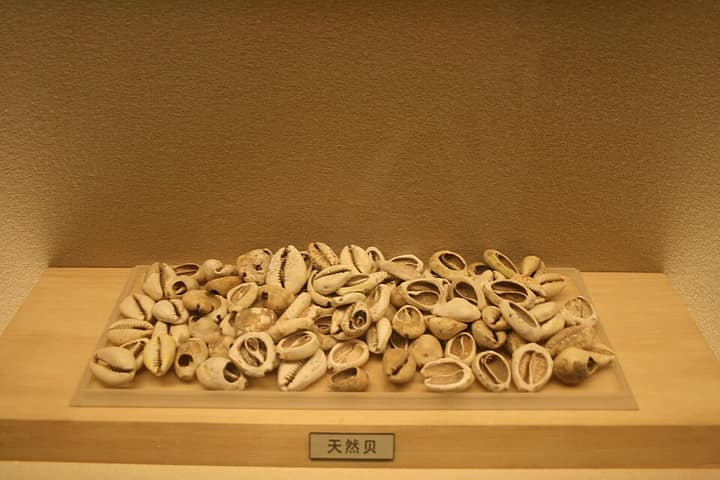 Búzios usados como dinheiro na China antiga, no Museu de Xangai.
