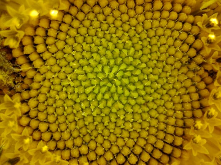 Miolo de um girassol com sementes em espiral