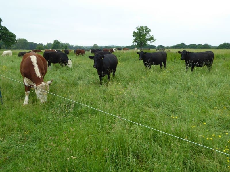 Bois pastando atrás de um fio de cerca elétrica num pasto verde