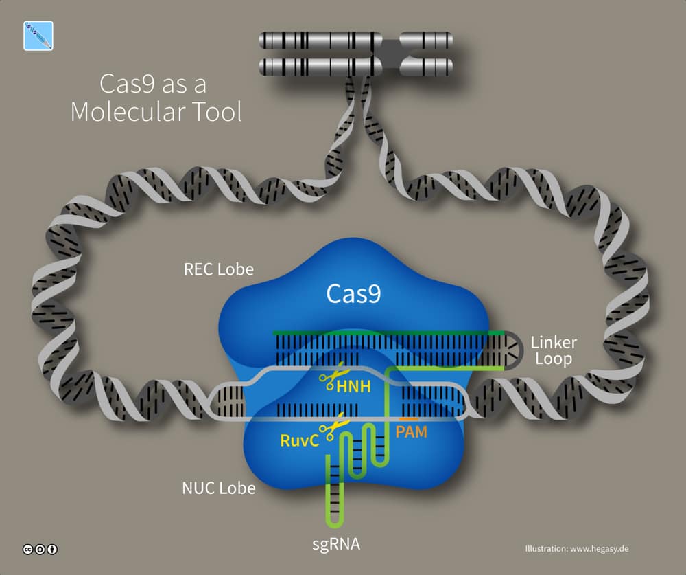 Desenho científico de uma proteína azul (Cas9) cortando uma fita de DNA, guiada por um pedaço de RNA verde