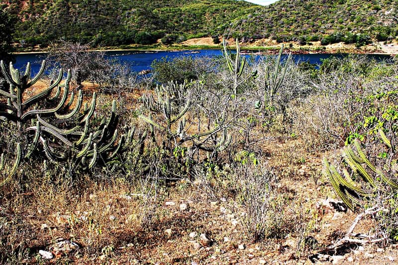 Caatinga com cactos e o Rio São Francisco ao fundo