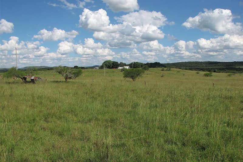 Campo do Pampa gaúcho com capim baixo e poucas árvores