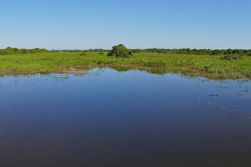 Área alagada do Pantanal, com água e vegetação baixa
