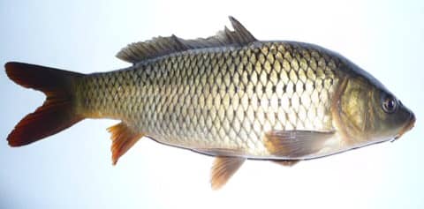 Foto: Carpa