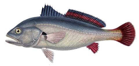 Foto: Corvina de água doce