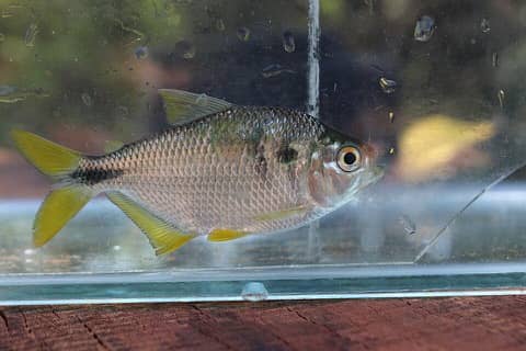 Foto: Lambari