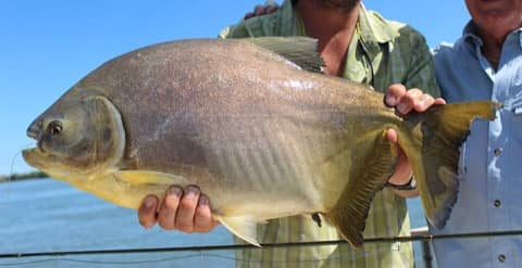 Foto: Pacu