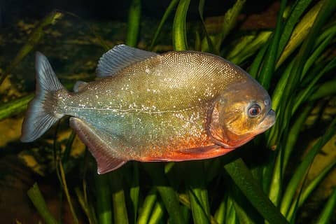 Foto: Piranha