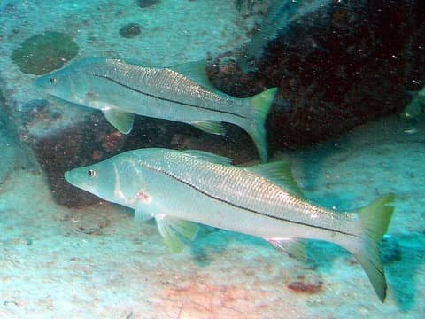 Foto: Robalo