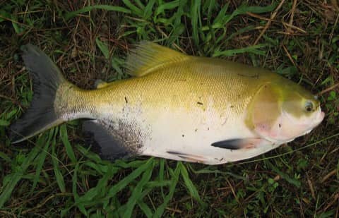 Foto: Tambaqui