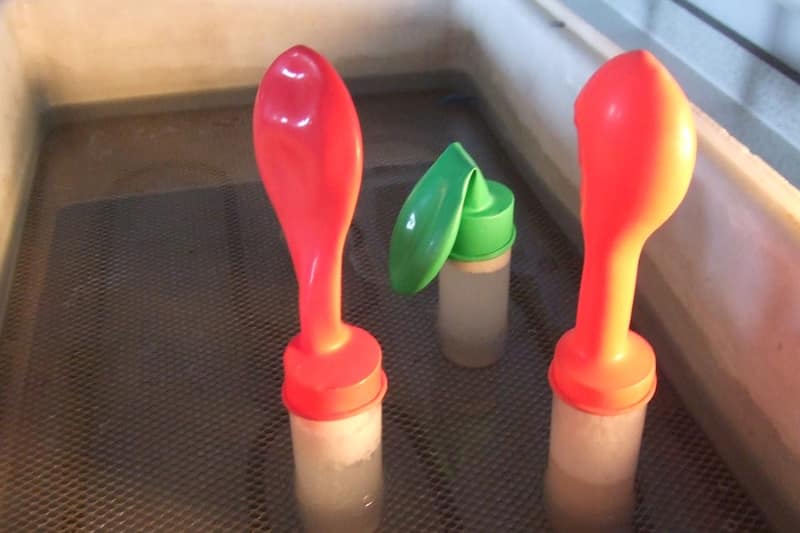 Garrafinhas com fermento: o gás das leveduras enche as bexigas.