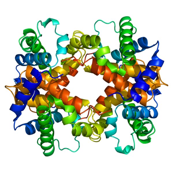 Modelo colorido da hemoglobina, com fitas em espiral