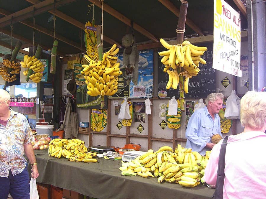 bananas, o ingrediente principal.