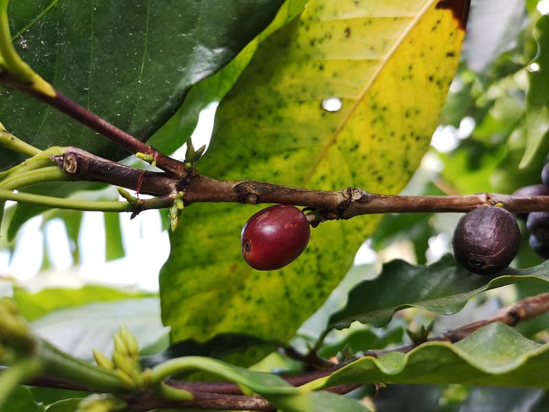 O fruto