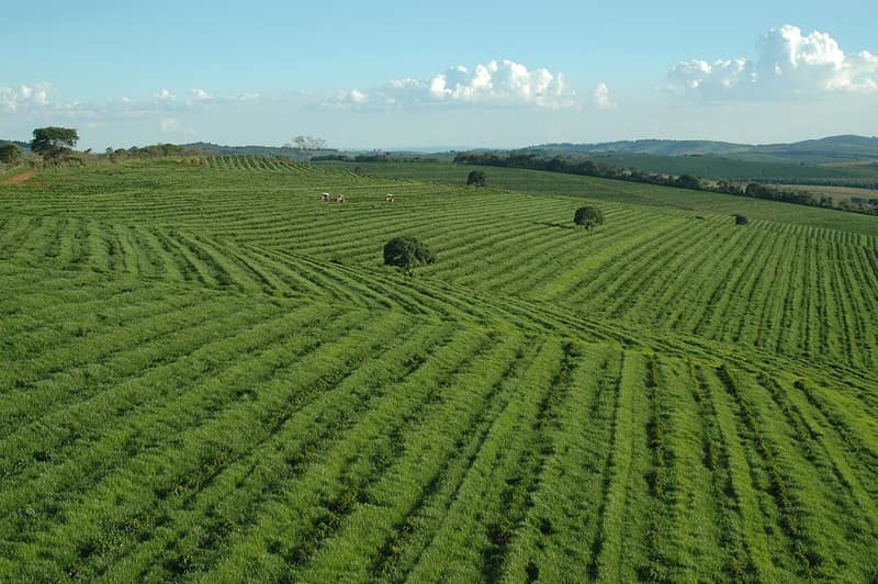 A colheita