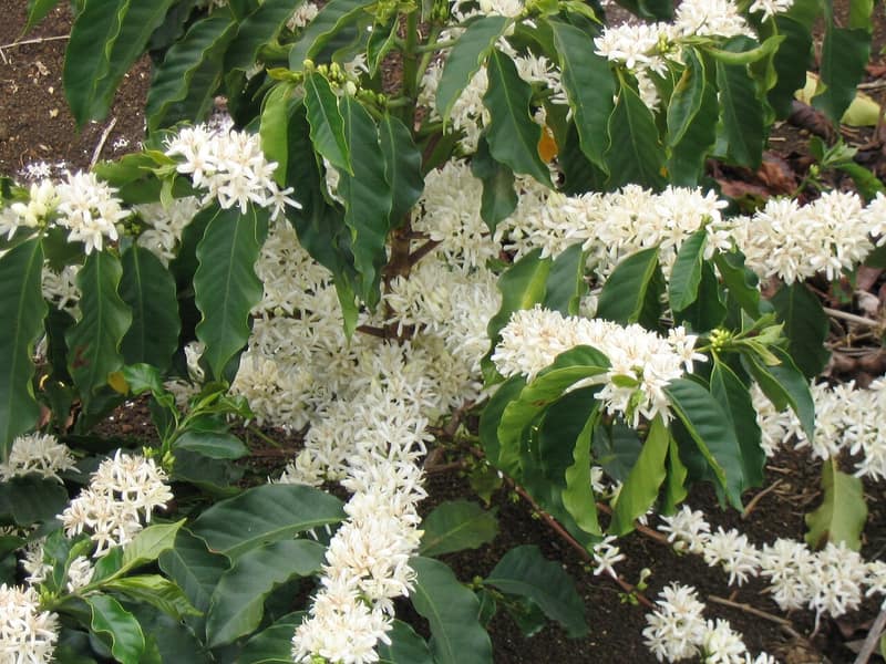 Galho de café coberto de flores brancas