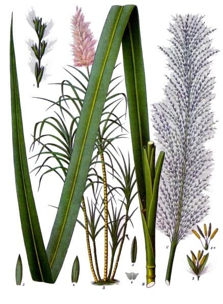 Cana-de-açúcar