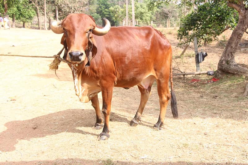 Vaca Gir