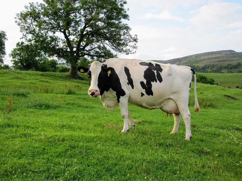 Vaca Holandesa