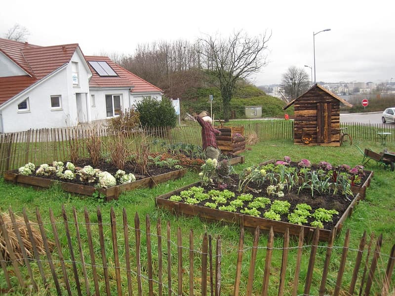 Canteiros de horta com verduras