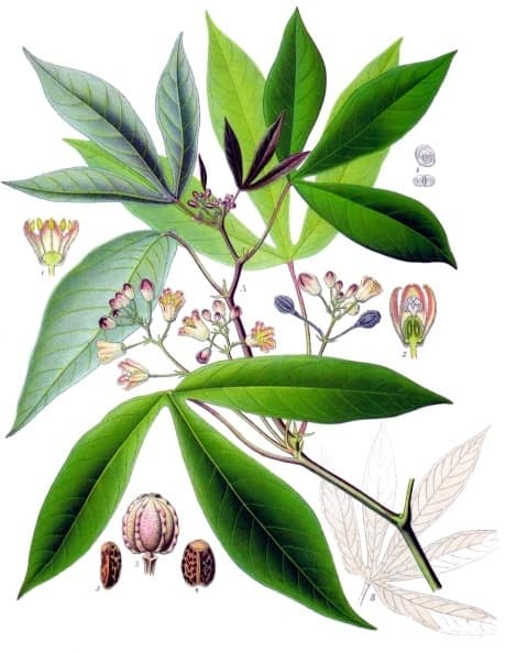 Mandioca