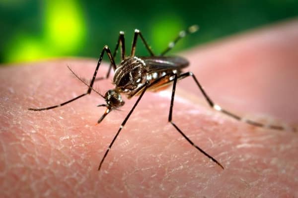 Mosquito Aedes aegypti, preto com listras brancas nas patas, pousado na pele